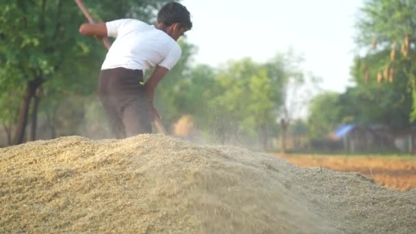 農業分野における手作業 地面に汚れたシャベルを覆う男 乾いた干し草を貯蔵するインドの若い農民またはミレットの作物のわら — ストック動画