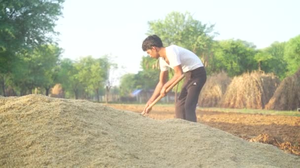 Hintli Çiftçi Yeşil Çimlerle Ilgilenir Toprağı Yeni Bir Hasat Için — Stok video