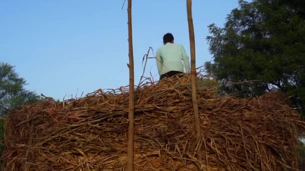 一堆堆新鲜的小米干干草在站在农场男工的手里 装有拖拉机的印度农民在推车中储存干饲料 — 图库视频影像