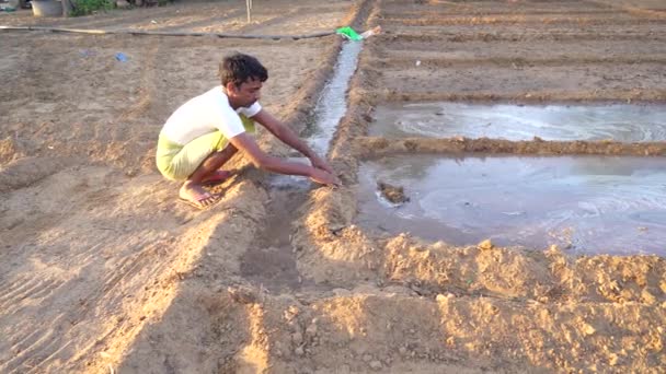 Ινδός Αγρότης Που Εργάζεται Στον Τομέα Της Γεωργίας Αγρότης Εργασία — Αρχείο Βίντεο