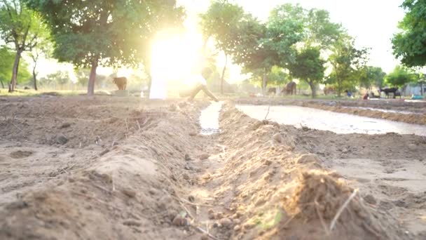 Tarım Tarlasında Çalışan Hintli Çiftçi Çiftçi Tarım Alanında Çalışan Işçi — Stok video