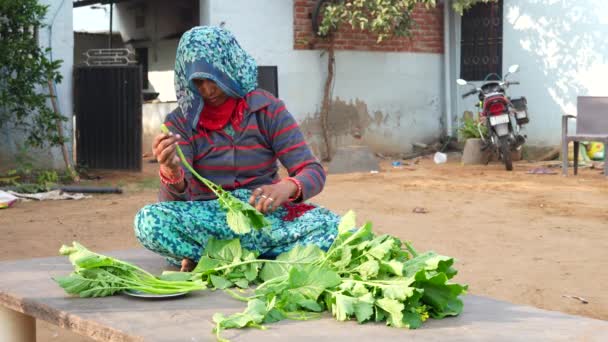 在她后院里的菜园里 穿着传统服装的印度妇女会在叶子和芥末绿叶的外层涂上一层皮 健康和有机食品及蔬菜概念 — 图库视频影像