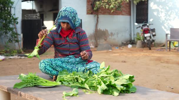屋外に座り マスタードグリーンを剥がすインド人女性 新鮮なオーガニックで健康的な緑の野菜のコンセプト — ストック動画