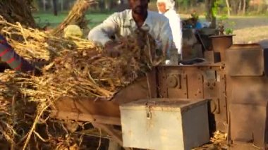 Asyalı çiftçi evcil hayvanlar için kuru yem topladıktan sonra harman makinesiyle darı kesiyor. 25 Kasım 2023 Jaipur, Rajasthan, Hindistan.