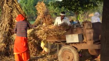 Saman, sap, bajra ya da darı hasadından ayrılmış kabuk, harman makinesinden yavaş uçar. 25 Kasım 2023 Jaipur, Rajasthan, Hindistan.