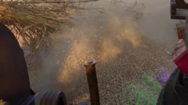 Asyalı çiftçi evcil hayvanlar için kuru yem topladıktan sonra harman makinesiyle darı kesiyor. 25 Kasım 2023 Jaipur, Rajasthan, Hindistan.