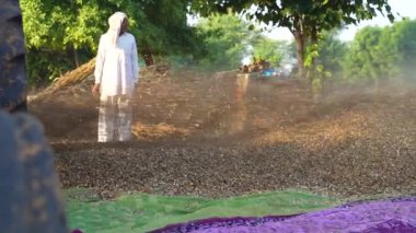 Asyalı çiftçi evcil hayvanlar için kuru yem topladıktan sonra harman makinesiyle darı kesiyor. 25 Kasım 2023 Jaipur, Rajasthan, Hindistan.