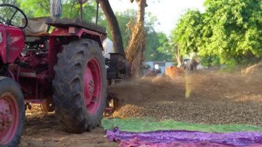 Asyalı çiftçi evcil hayvanlar için kuru yem topladıktan sonra harman makinesiyle darı kesiyor. 25 Kasım 2023 Jaipur, Rajasthan, Hindistan.