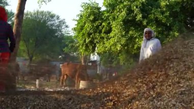 Traktörler ve harman makinesiyle geleneksel saman yapma. Pennisetum glaucum harman makinesi. Bajara tanelerini inci darı pipetinden mekanik olarak ayırıyor. 25 Kasım 2023 Jaipur, Rajasthan, Hindistan.