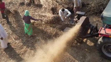 Traktörler ve harman makinesiyle geleneksel saman yapma. Pennisetum glaucum harman makinesi. Bajara tanelerini inci darı pipetinden mekanik olarak ayırıyor. 25 Kasım 2023 Jaipur, Rajasthan, Hindistan.