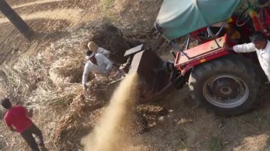 Asyalı çiftçi evcil hayvanlar için kuru yem topladıktan sonra harman makinesiyle darı kesiyor. İnsansız hava aracı görüntüleri. 25 Kasım 2023 Jaipur, Rajasthan, Hindistan.