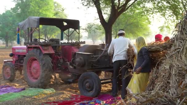 スラッシングマシンで作物を収穫するインドの農民によるスリッピングマシンによる収穫ミレット — ストック動画