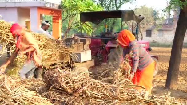 农夫把田里的谷粒送到稻草机上收割 — 图库视频影像