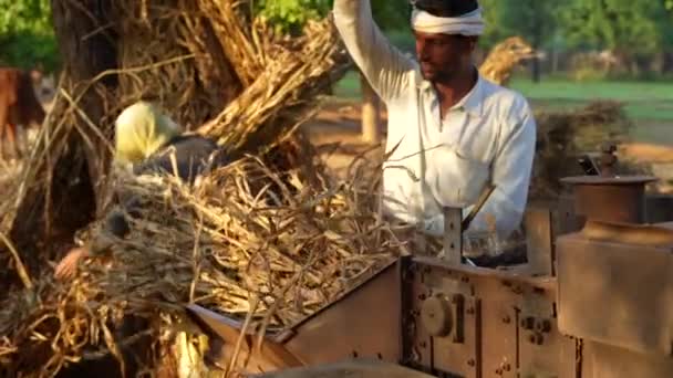 亚洲农民用谷子机收割谷类作物 采收后用作宠物饲料 2023年11月25日Jaipur Rajasthan India — 图库视频影像