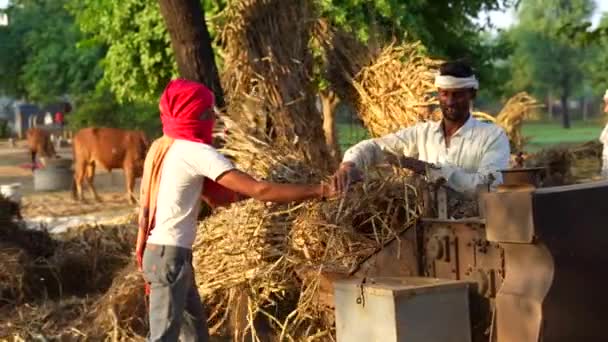 Traditional Haymaking Tractors Thresher Millet Pennisetum Glaucum Thresher Mechanically Separating — Stock Video