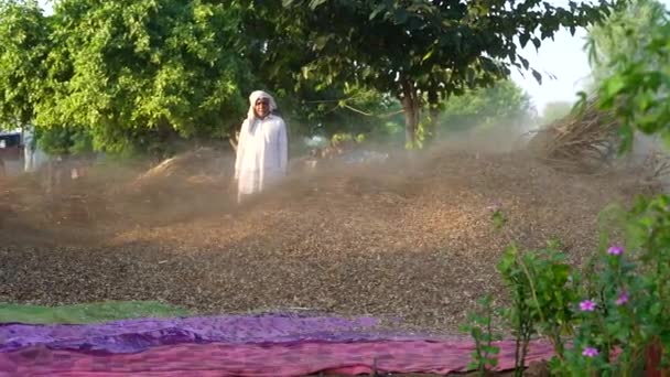 Straw Stalks Husk Separated Bajra Millet Crop Fly Slow Threshing — Stock Video