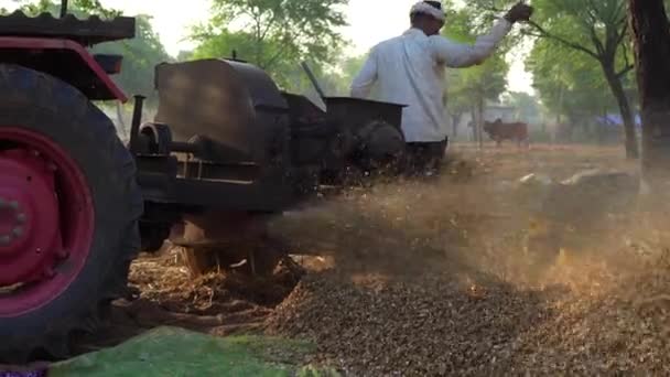Agricultor Asiático Cortando Milheto Cultura Por Debulhadora Máquina Após Colheita — Vídeo de Stock