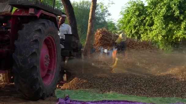 Азіатський Фермер Нарізає Пшоняну Культуру Термічною Машиною Після Збирання Сухих — стокове відео