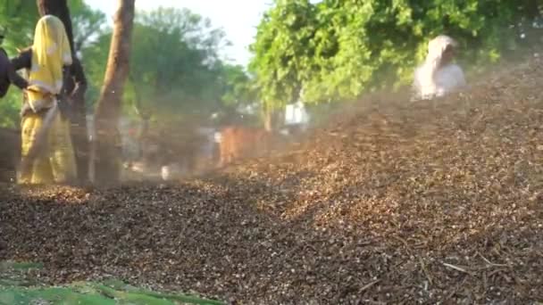 アジアの農家は ペット動物のために使用して乾燥飼料を収穫した後 より細い機械によって作物を切断します 11月2023 ジャイプール ラジャスタン インド — ストック動画