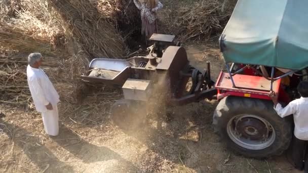 亚洲农民用谷子机收割谷类作物 采收后用作宠物饲料 无人机录像 2023年11月25日Jaipur Rajasthan India — 图库视频影像