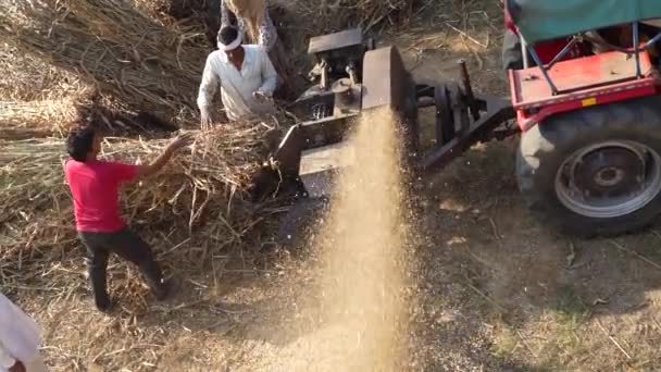 Traditional Haymaking Tractors Thresher Pennisetum Glaucum Thresher Mechanically Separating Bajara — Stock Video