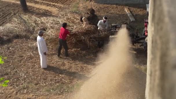 Asian Farmer Cutting Millet Crop Thresher Machine Harvesting Dry Fodder — Stock Video