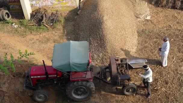 Suche Zbiory Zbóż Bajra Pomocą Maszyny Młócenia Ryżu Terenie Listopada — Wideo stockowe