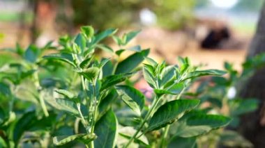 Ashwagandha 'nın çiçek açan bitkisi veya Withania Somnifera topraktan. Zehirli Bektaşi üzümü veya kış kirazı bitkisi.