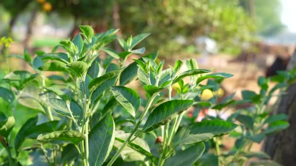 Ashwagandha Dry Red Fruits Medicinal Herb Fresh Leaves Juga Dikenal — Stok Video