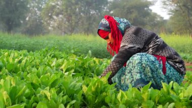 Ispanak toplayan Hintli bir kadının görüntüsü, organik konsept. Taze palet hasat ediliyor..