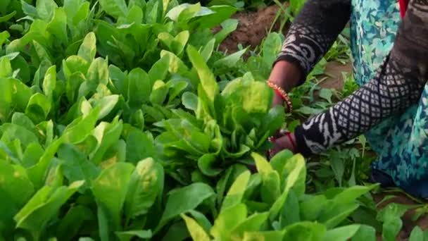 Espinacas Orgánicas Jardín Mujer Agricultora Cosechando Espinacas Invernadero — Vídeos de Stock