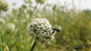 Çiçek açan soğan çiçeklerinin makro başı bahçede. Tarım geçmişi. Yeşil soğan. Taze soğan ya da Sibies. Yaz sezonu kırsal sahnesi. Beyaz çiçekler. Allium. Yatay fotoğraf. Boşluğu kopyala