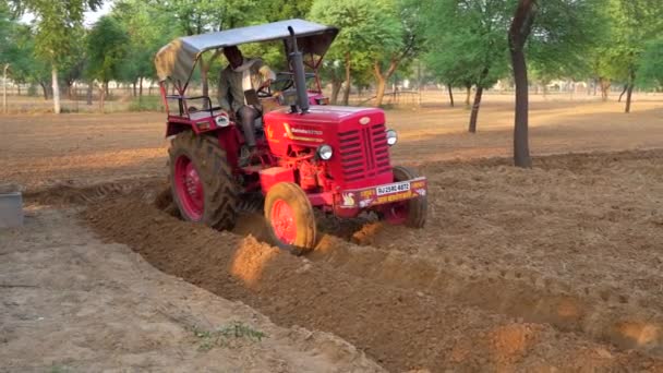 January 2024 Jaipur Rajasthan India Indian Farmer Plowing Field Help — Stock Video