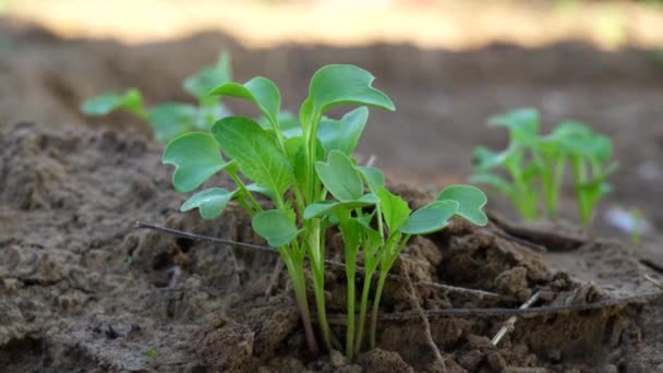 Młode Rośliny Rzodkiewki Rosnące Rzędzie Glebie Ogrodowej Makro Strzał Dolly — Wideo stockowe