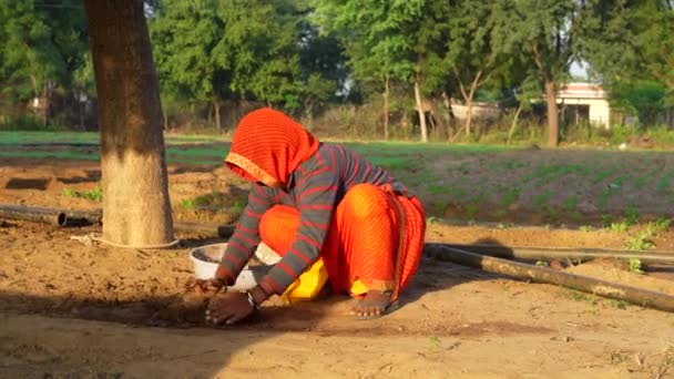 Młoda Hinduska Kobieta Wykorzystująca Krowie Łajno Przygotowania Nawozu Naturalnego Indiańskiej — Wideo stockowe