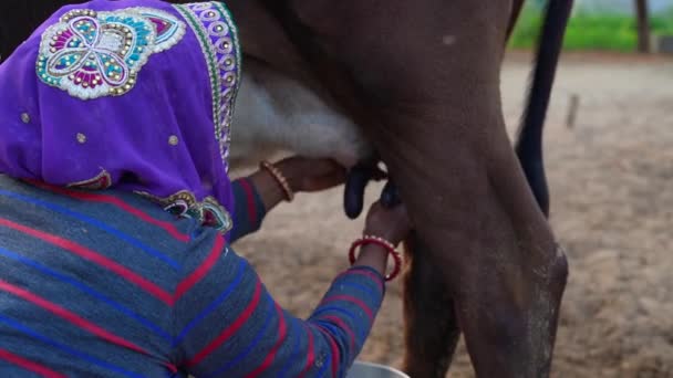 年轻的女人在挤奶棕色的奶牛 亚洲女人手牵手在钢桶里挤奶 奶类和动物生命概念 — 图库视频影像