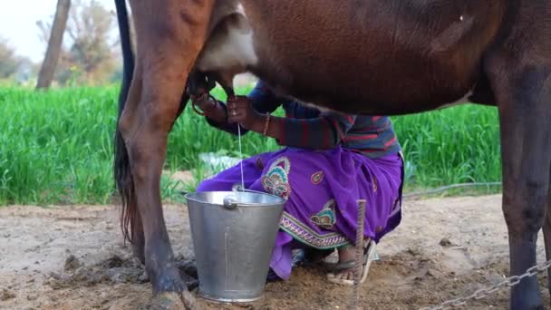 Nanılmaz Süt Inekleri Nekler Süt Kavramları Hintli Bir Çiftçinin Ineği — Stok video