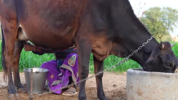 Indian Culture Life Events Amazing Milk Cows Cows Milk Concepts — Stock Video
