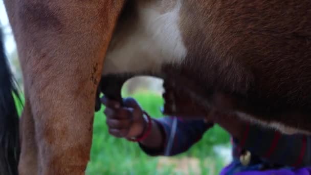 茶色の牛を搾った若い女性 スチールバケツで手で家畜牛から搾り取るインドの女性 乳製品と動物のライフコンセプト — ストック動画