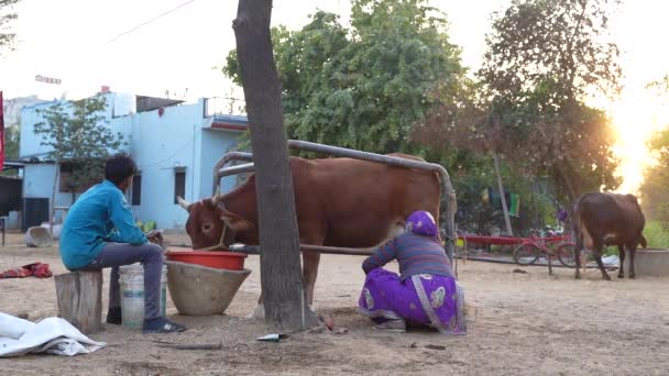 有吸引力的女农业生产者感到快乐 并在畜牧业中快乐地在奶牛饲养场工作 — 图库视频影像
