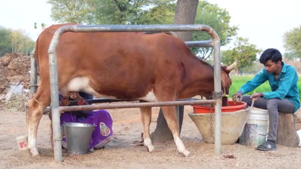 Arbeiter Melken Die Kühe Von Hand Junge Berufsbäuerin Melkt Die — Stockvideo