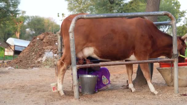 神奇的奶牛 牛奶的概念 用手工给奶牛挤奶的镜头 — 图库视频影像