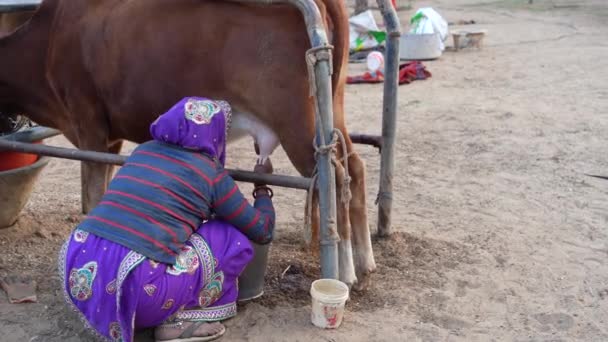 Mujer Joven Ordeñando Vaca Marrón Mujer India Ordeñando Vaca Doméstica — Vídeos de Stock