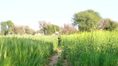 Gün batımında küçük bir kız buğday tarlasında koşuyor.