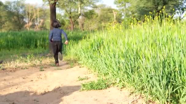 Beautiful Little Girl Laughing Running Hand Wheat Field Sunset Freedom — Stock Video