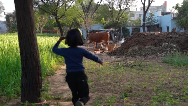 Siyah Saçlı Kız Buğday Tarlasında Koşuyor Özgürlük Çocukluk Yaşam Tarzı — Stok video