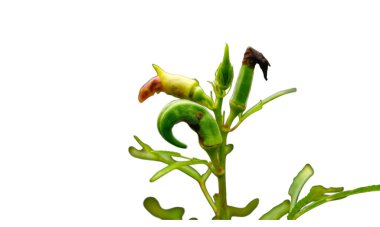 Yeşil Bhindi kapsülü bamya kabuğundan zarar gördü. Böcek, böcek ve kara bitkisi.