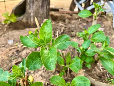 Ashwagandha yeşil bitkisi ya da onunla birlikte somnifera bitkisi bahçede yetişir. Bitkisel ayurvedik ilaç bitkisi