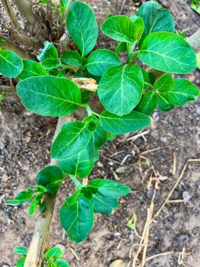 Ashwagandha yeşil bitkisi ya da onunla birlikte somnifera bitkisi bahçede yetişir. Bitkisel ayurvedik ilaç bitkisi