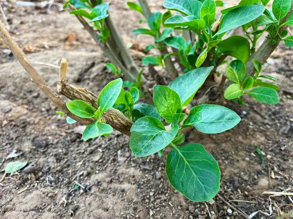 Ashwagandha yeşil bitkisi ya da onunla birlikte somnifera bitkisi bahçede yetişir. Bitkisel ayurvedik ilaç bitkisi